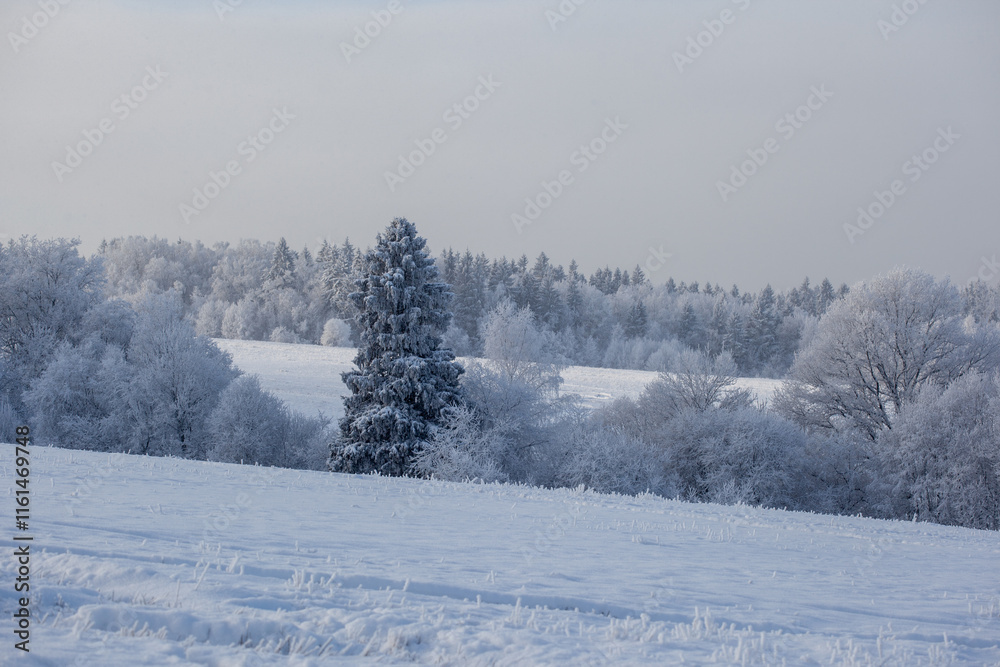 winter landscape with snowy fields and forest covered with hoarfrost in a frosty haze winter landscape with snowy fields and forest covered with hoarfrost in a frosty haze