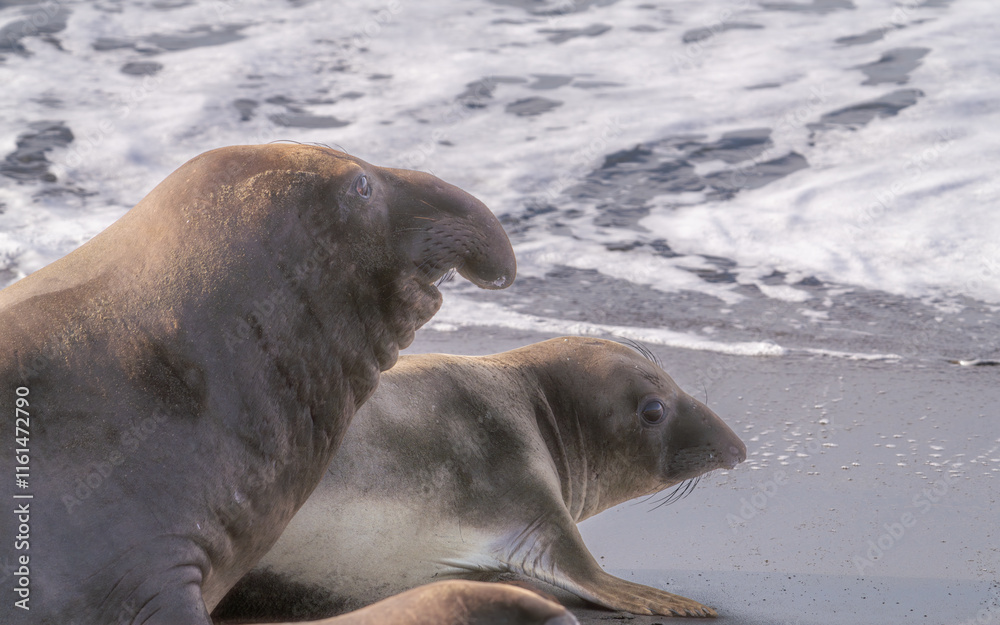Naklejka premium Elephant seals mating on a beach near San Simeon, California.