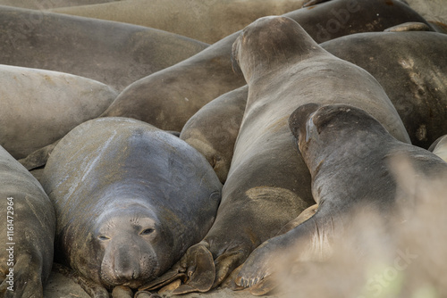 Northern elephant seals resting on a beach near San Simeon, California.
