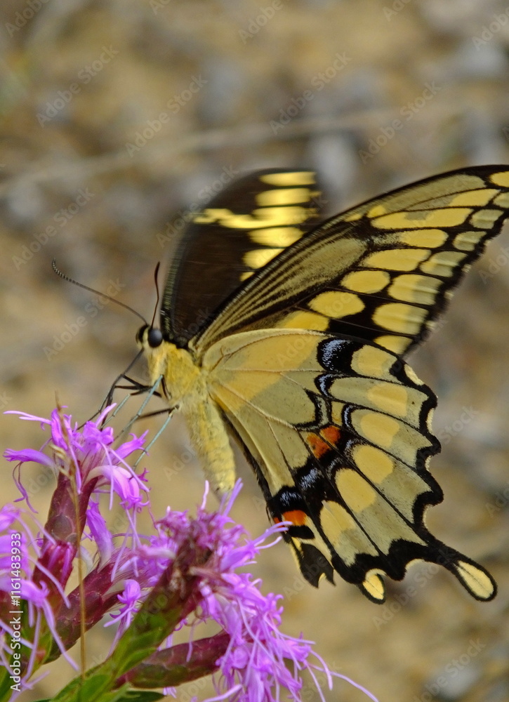 Fototapeta premium swallowtail butterfly