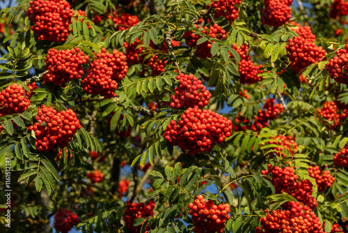 Rowan tree branches full of ripe Rowan berries on a late summer evening in Estonia, Northern Europe	