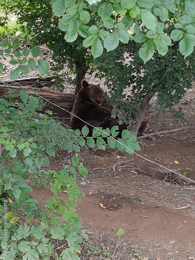 Obraz premium Berne, Suisse