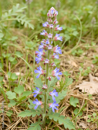 Bugloss, echium (Echium biebersteinii). Dry steppe with intensive grazing of cattle and sheep, but this plant is not eaten because it is highly poisonous. Kerch Peninsula, Crimea. Folk medicine plant photo