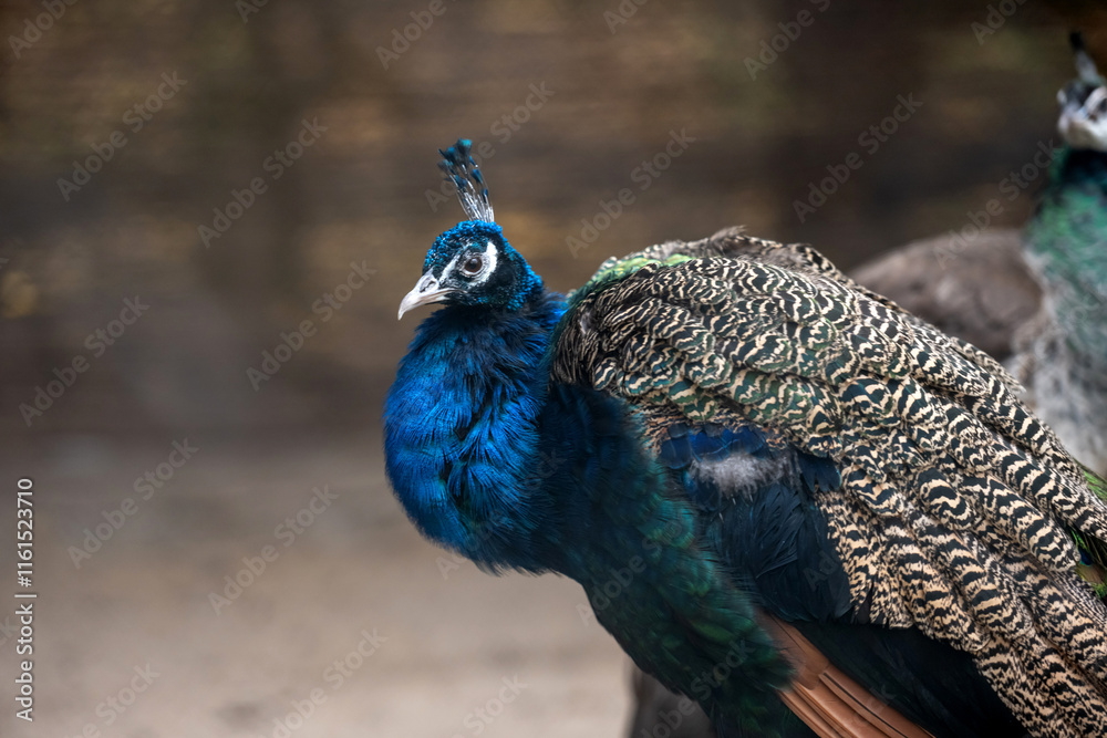 Peacock In Zoo Stands Out Against Blurred Background Peacock In Zoo Stands Out Against Blurred Background