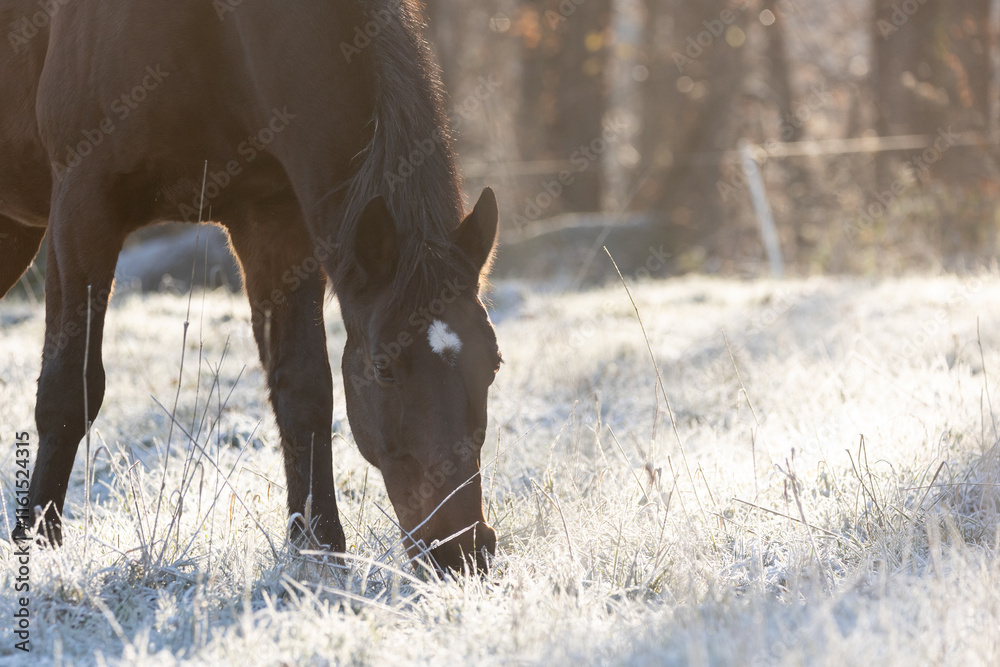 Pferd grast im Morgenreif