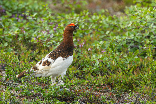 Alert and careful male Willow ptarmigan standing still on lush shrubs on a summer day in Urho Kekkonen National Park, Northern Finland	 photo