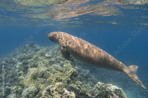 Dugong swimming over coral reef in the blue tropical sea