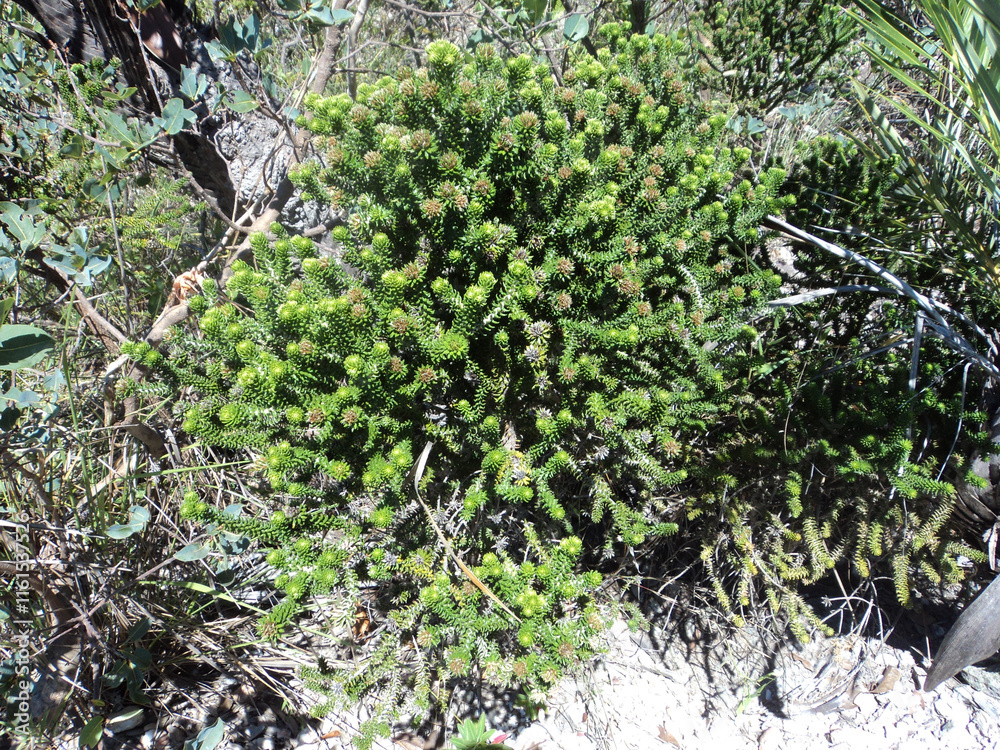 Fototapeta premium A small bush in the middle of the forests at the top of Serra do Cipo