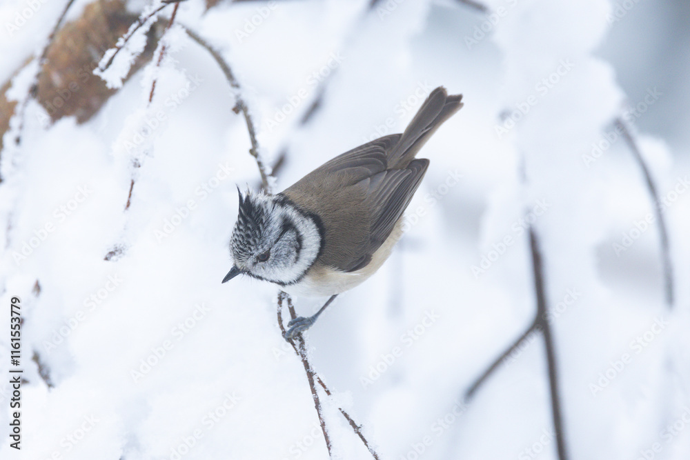 Obraz premium Small and curious European crested tit perched in a snowy forest in Estonia