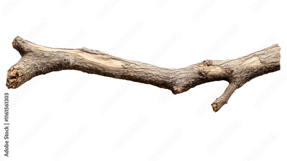 Branch isolated and transparent background Branch isolated and transparent background