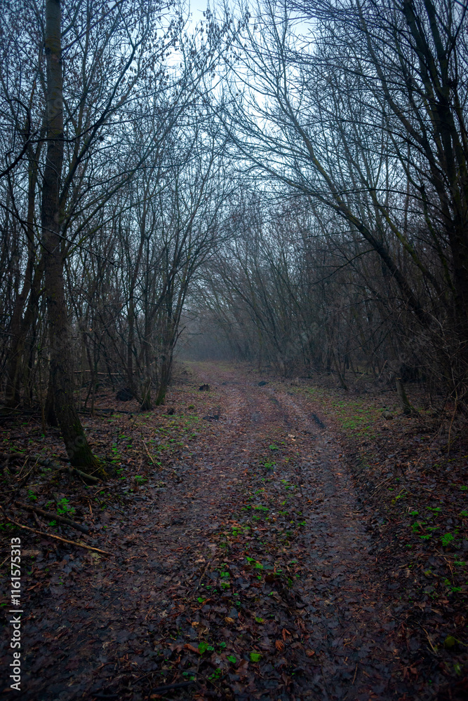 Dark road in the forest , mystery forest , grey and blue colors,fog in the woodlands, landscape photoshoot in the dark forest Dark road in the forest , mystery forest , grey and blue colors,fog in the woodlands, landscape photoshoot in the dark forest