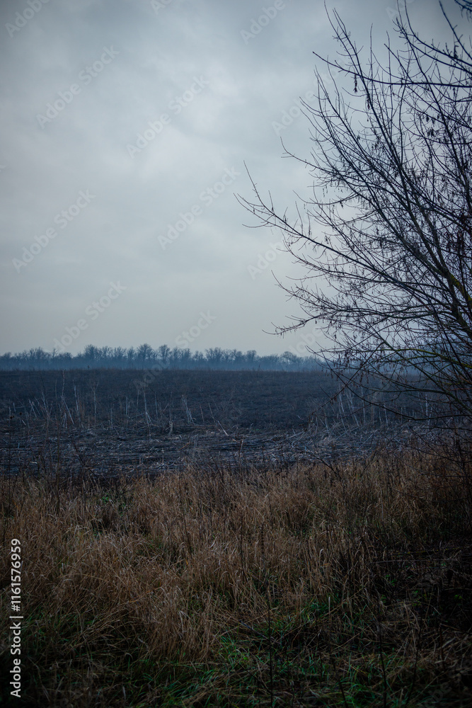 Mystery and misty weather in the forest , woodlands and trees , grey and blue colors , mystery forest , october and november weather . Beautiful landscape in the forest Mystery and misty weather in the forest , woodlands and trees , grey and blue colors , mystery forest , october and november weather . Beautiful landscape in the forest