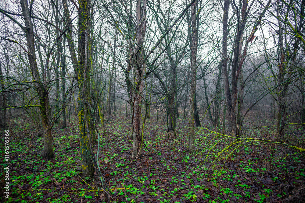 Obraz premium Mystery and misty weather in the forest , woodlands and trees , grey and blue colors , mystery forest , october and november weather . Beautiful landscape in the forest 