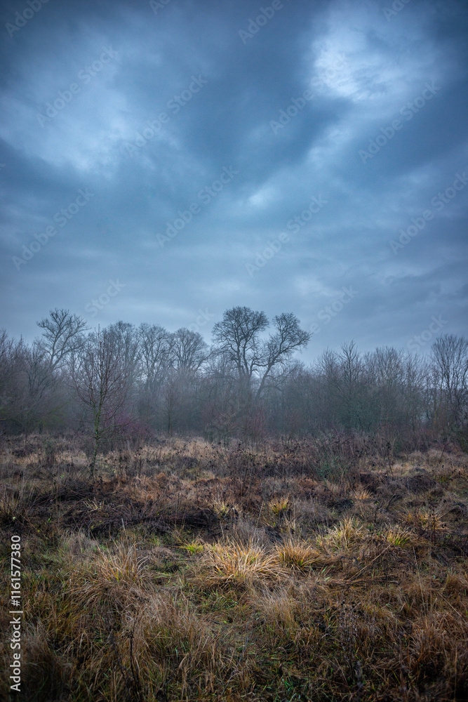Mystery and misty weather in the forest , woodlands and trees , grey and blue colors , mystery forest , october and november weather . Beautiful landscape in the forest Mystery and misty weather in the forest , woodlands and trees , grey and blue colors , mystery forest , october and november weather . Beautiful landscape in the forest