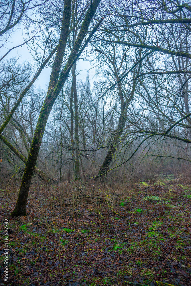 Mystery and misty weather in the forest , woodlands and trees , grey and blue colors , mystery forest , october and november weather . Beautiful landscape in the forest Mystery and misty weather in the forest , woodlands and trees , grey and blue colors , mystery forest , october and november weather . Beautiful landscape in the forest