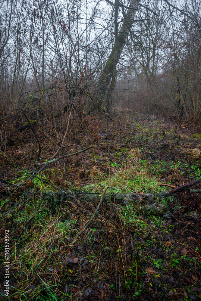 Mystery and dark forest at the morning , forest flora. Misty and rainy weather , cold and frozen weather ,grey and blue colors . Landcaspe photoshoot , mystical trees Mystery and dark forest at the morning , forest flora. Misty and rainy weather , cold and frozen weather ,grey and blue colors . Landcaspe photoshoot , mystical trees