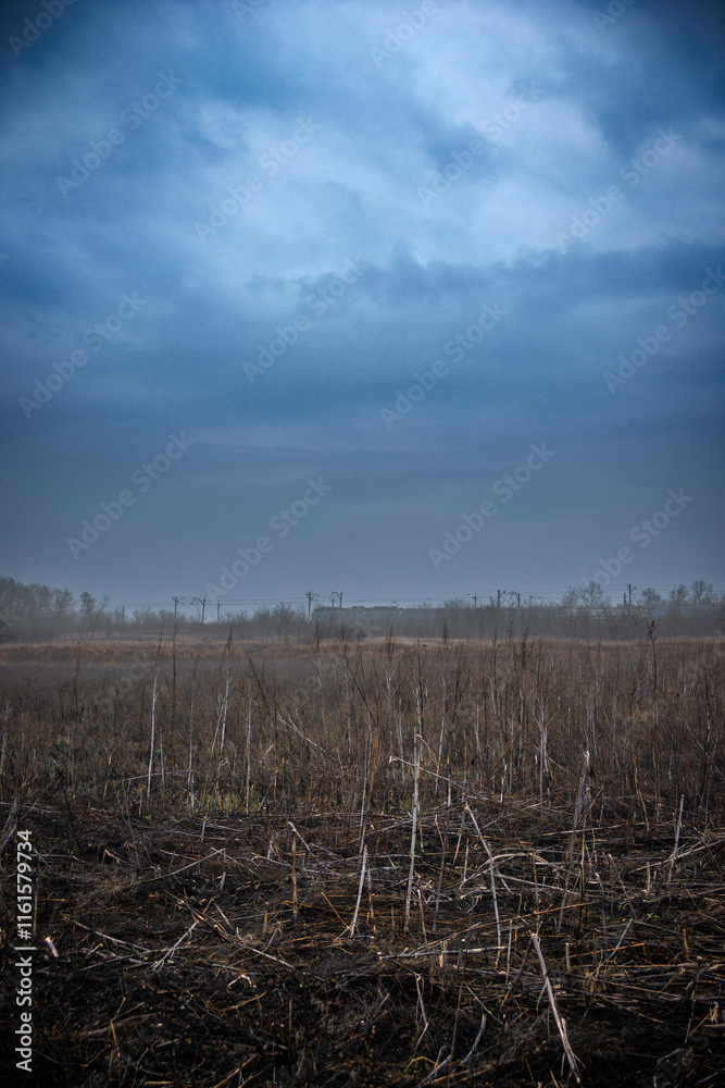 Fototapeta premium Mystery and dark forest at the morning , forest flora. Misty and rainy weather , cold and frozen weather ,grey and blue colors . Landcaspe photoshoot , mystical trees 