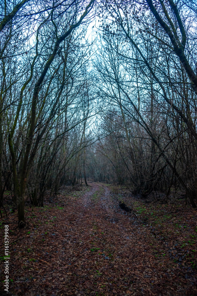 Obraz premium Dark road in the forest , mystery forest , grey and blue colors,fog in the woodlands, landscape photoshoot in the dark forest 