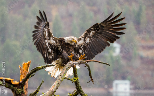 A bald eagle flying to a tree limb