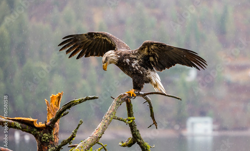 A bald eagle balancing on a tree limb