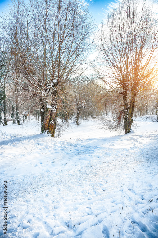 Outstanding winter sunset in city park with trees in the snow.