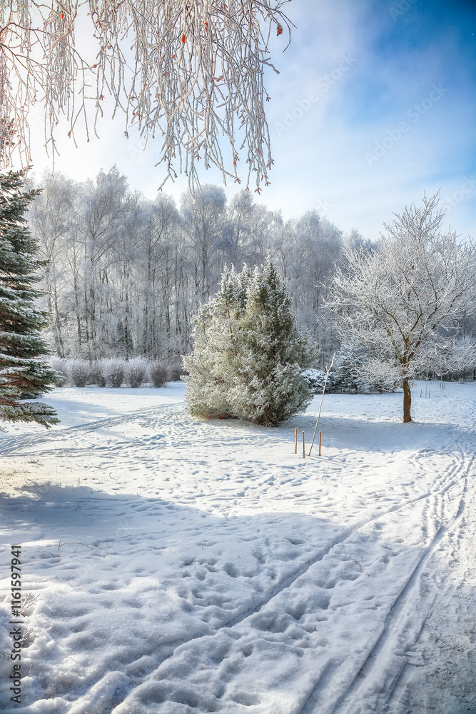 Majestic landscape with snow-covered trees in the city park. Majestic landscape with snow-covered trees in the city park.