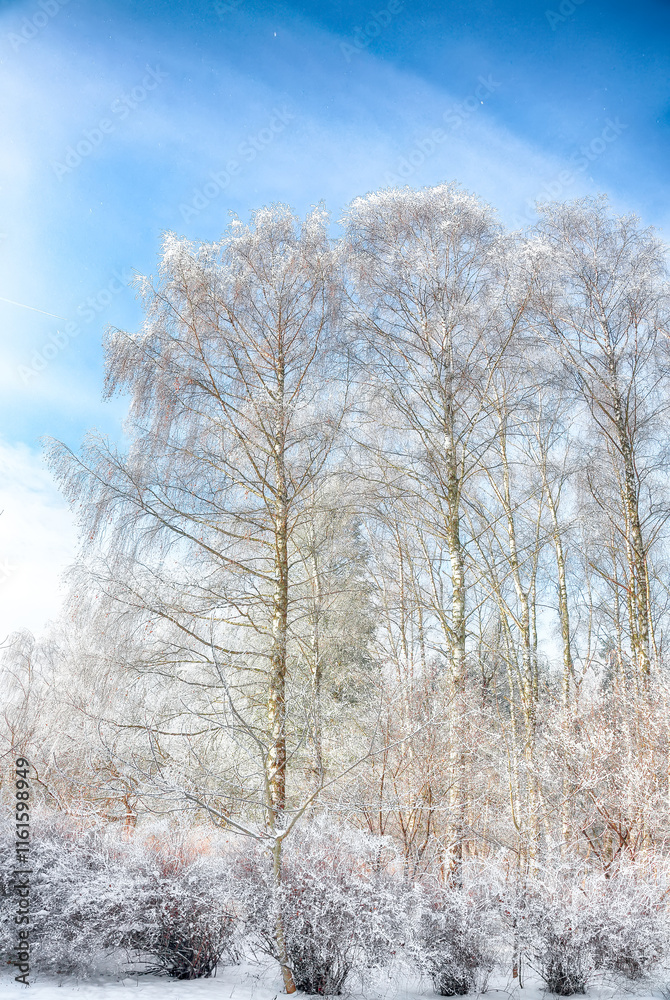 Incredible landscape with snow-covered birch trees in city park. Incredible landscape with snow-covered birch trees in city park.