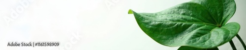 Elegant Calathea Orbifolia Leaf on White Background, closeup, leaf photo