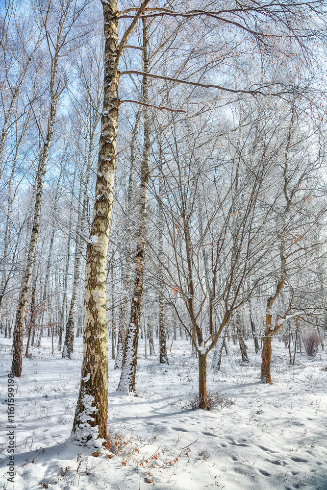 Fototapeta premium Picturesque landscape with snow-covered trees in the city park.