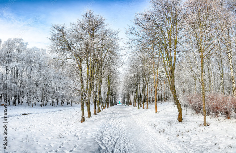 Incredible landscape with snow-covered trees in the city park. Incredible landscape with snow-covered trees in the city park.