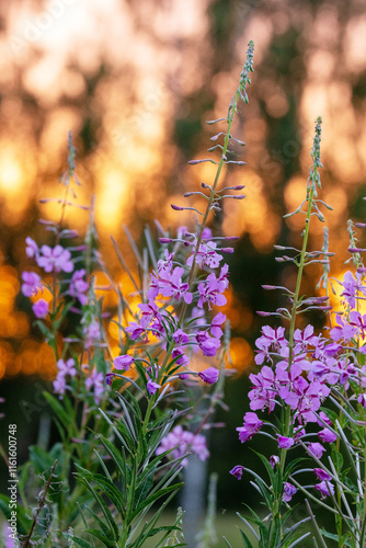 Closeup of beautiful Fireweed flowers during a summery sunset in rural Estonia, Northern Europe photo