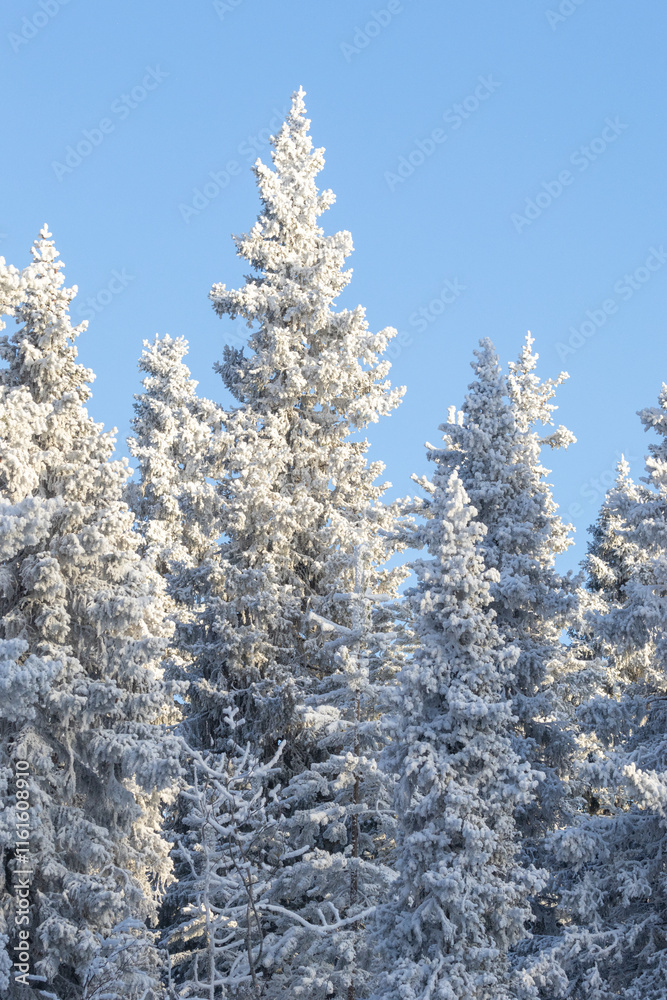 Tall conifer trees covered with heavy, white frost on a really cold winter day near Kuusamo, Northern Finland Tall conifer trees covered with heavy, white frost on a really cold winter day near Kuusamo, Northern Finland