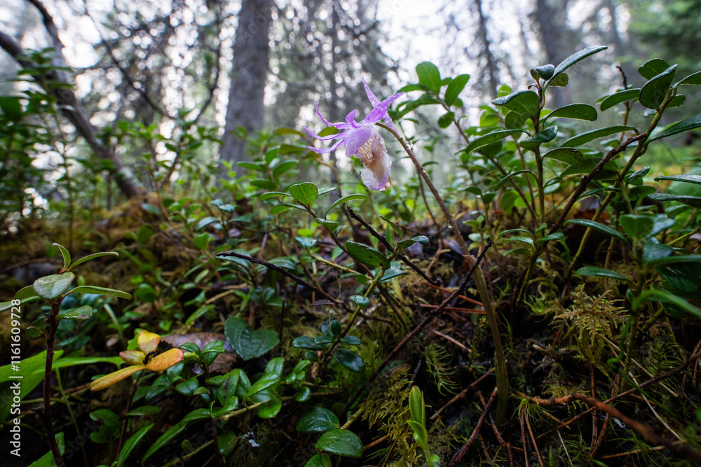 Fototapeta premium Vibrant Fairy slipper flower growing in an old-growth forest in Oulanka National Park, Northern Finland 