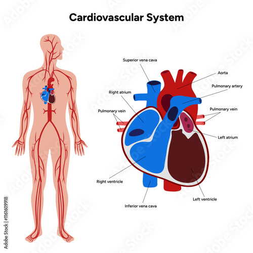 Cardiovascular human system medical diagram