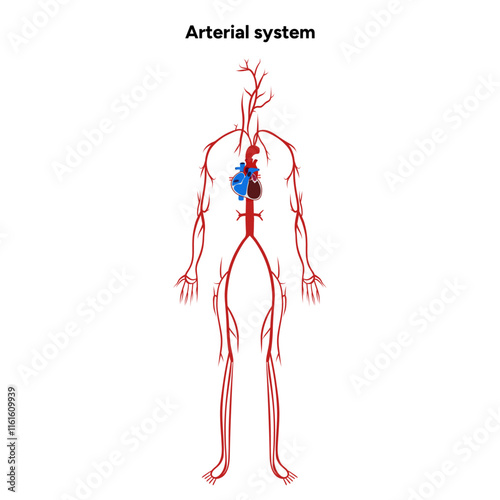 Arterial artery human system medical diagram