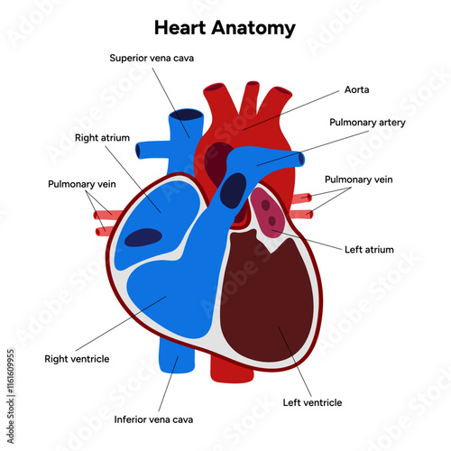 Human Heart Anatomy artery aorta capillary vein