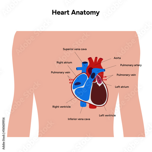 Human Heart Anatomy artery aorta capillary vein