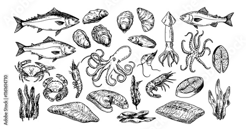 Seafood vector illustrations. Hand drawn line sea fishes, oysters, lobster, squid, octopus, crabs, prawns, fish fillet. Laminaria and wakame seaweeds. Healthy food natural set Transparent background 