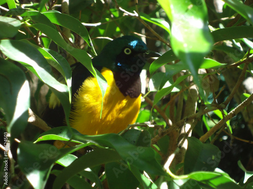 The golden-breasted starling bird hiding in the green tree shade. photo