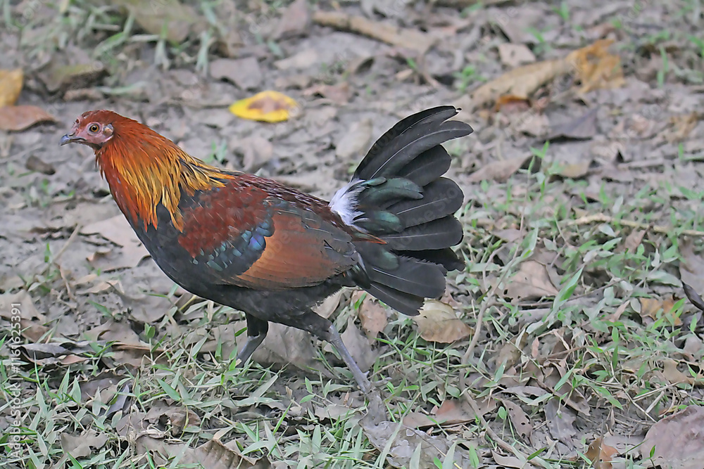 Fototapeta premium Red Jungle Fowl