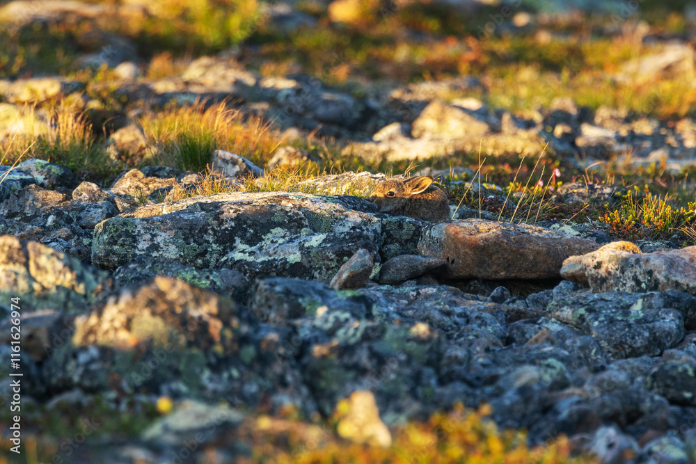 Juvenile Mountain hare hiding behind a rock during a summer night in Urho Kekkonen National Park, Northern Finland Juvenile Mountain hare hiding behind a rock during a summer night in Urho Kekkonen National Park, Northern Finland