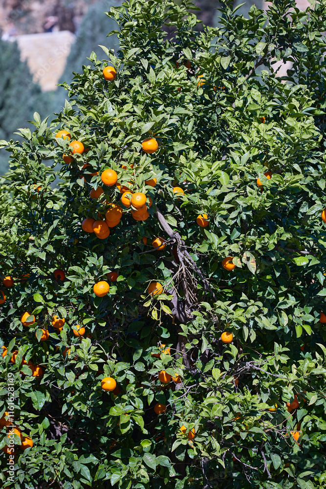 Orange tree with dense green foliage; ripe oranges scattered throughout, a few partially hidden, with sunlight creating natural highlights; Orange tree with dense green foliage; ripe oranges scattered throughout, a few partially hidden, with sunlight creating natural highlights;