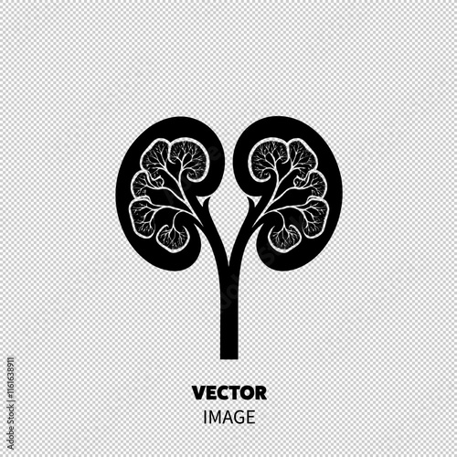 Illustration of kidneys in a stylized black-and-white design, showcasing intricate internal structures.