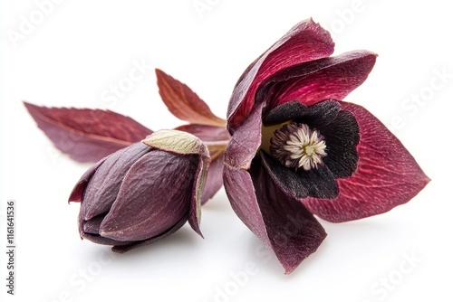 Detailed view of a deep purple Helleborus niger flower and bud with leaves known as Christmas rose or black hellebore blooming in winter against a white background photo