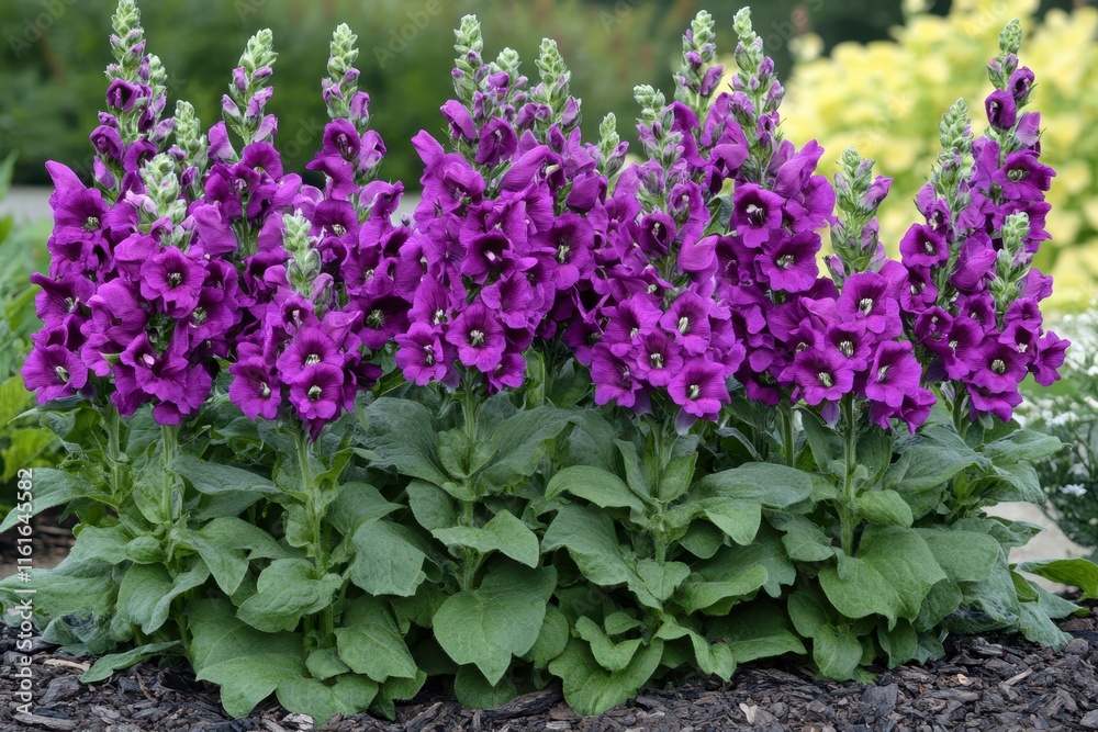 Green dragon snapdragons with purple blooms Green dragon snapdragons with purple blooms