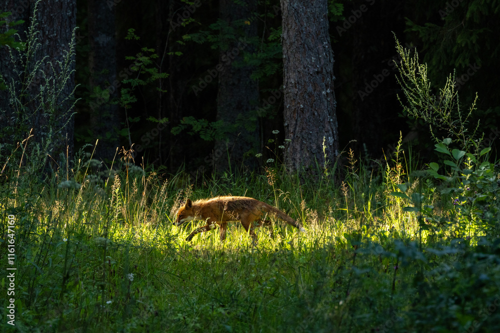 Fototapeta premium Red fox sneaking in grass on a sunny summer evening in a boreal forest in Estonia, Northern Europe