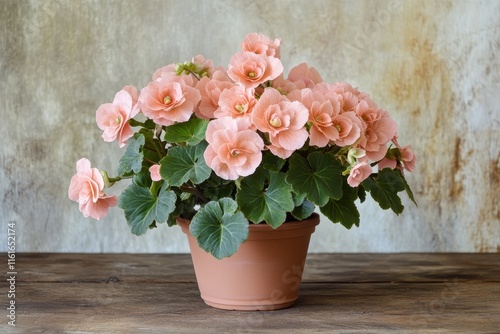 Light pink potted semperflorens begonias photo