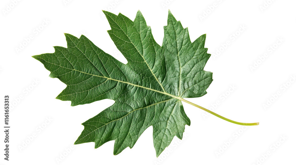 Green leaf, transparent background Green leaf, transparent background