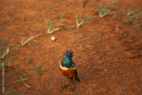 Superb Starling (Lamprotornis superbus) in Lumo Conservancy, Kenya 