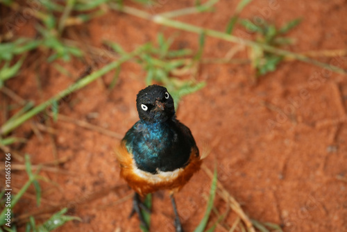 Superb Starling (Lamprotornis superbus) in Lumo Conservancy, Kenya 